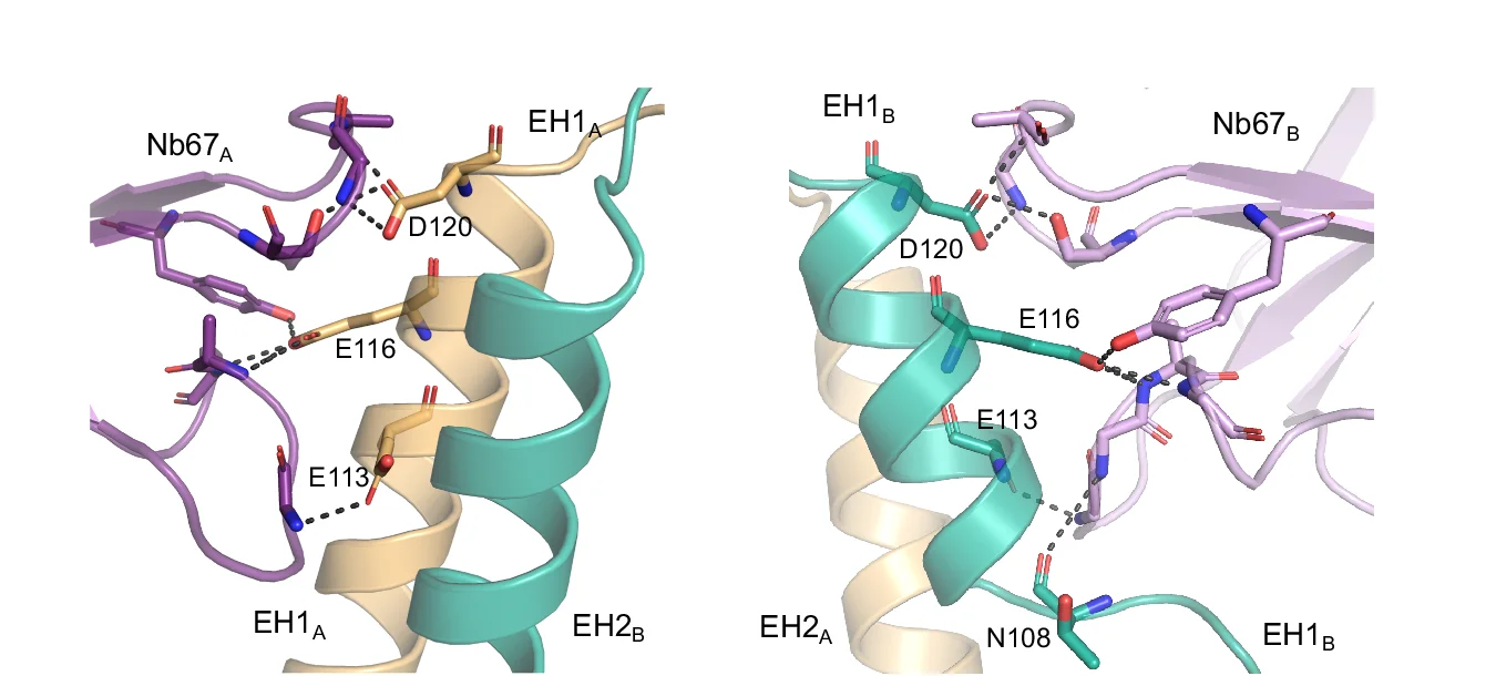Open access visualization of Protein Structure, 3D Plot, Interaction, Nb67, Cap Domain