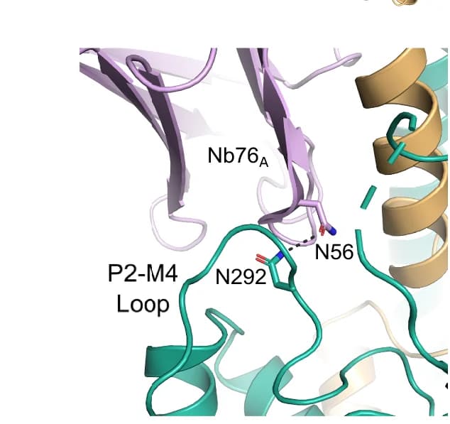 Open access visualization of Protein Structure, Chemical Structure, CDR3, P2-M4 Loop, Nb76