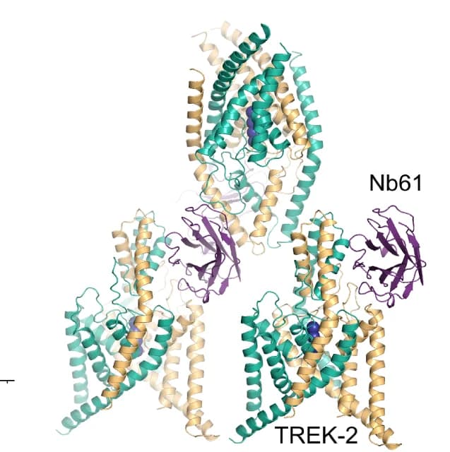 Open access visualization of Protein Structure, Crystal Structure, Nb61, TREK-2, Cap Domains