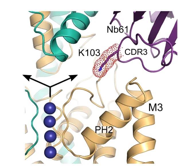 Open access visualization of Protein Structure, K103, Ion Exit Pathway, Potassium Ions, CDR3