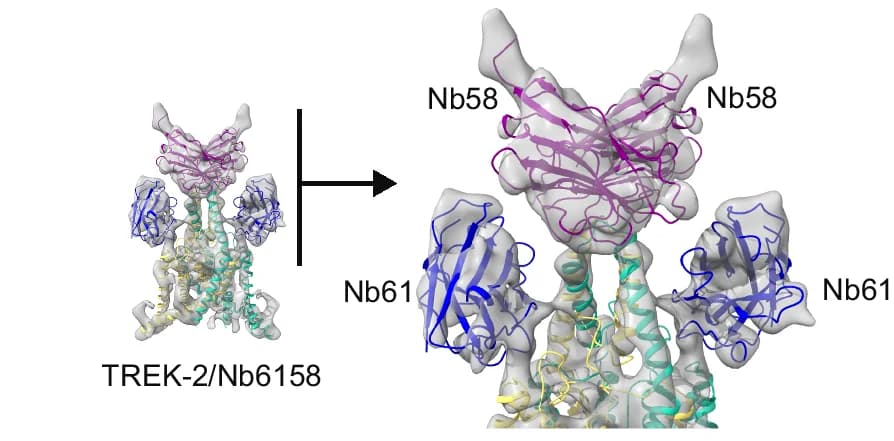 Open access visualization of Protein Structure, Chemical Structure, CryoEM Structure, TREK-2, Nb6158