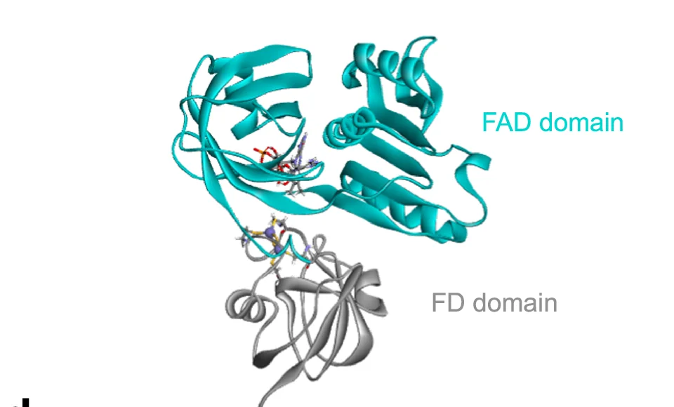 Open access visualization of Protein Structure, Chemical Structure, Tertiary Structure, MMOR, Ferredoxin Domain
