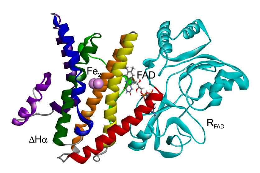 Open access visualization of Protein Structure, Chemical Structure, 3D Structure, R FAD, Equilibrated