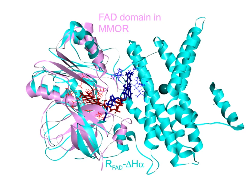 Open access visualization of Protein Structure, In Silico Superposition, FAD Domain, Native MMOR, R FAD -ΔHα