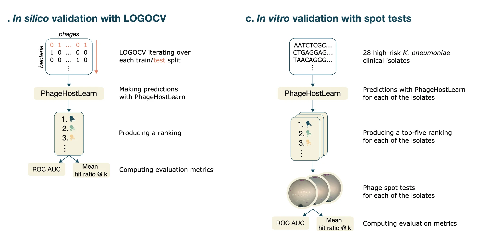 Open access visualization of Workflow, Illustration, In Silico Validation, PhageHostLearn, Leave-One-Group-Out Cross-Validation