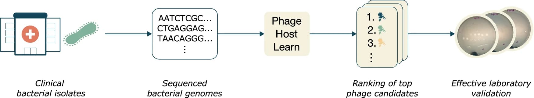 Open access visualization of Workflow, Illustration, Phage Candidates, Prediction Scores, Ranking