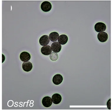 Open access visualization of Microscopy, Pollen Germination, Wild-Type, Pollen Tubes
