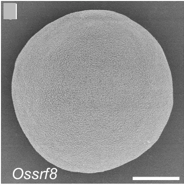 Open access visualization of Microscopy, SEM Micrographs, Pollen, Aperture