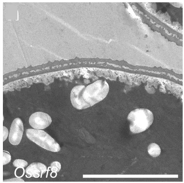 Open access visualization of Microscopy, TEM Images, Mature Pollen, Enlarged Views