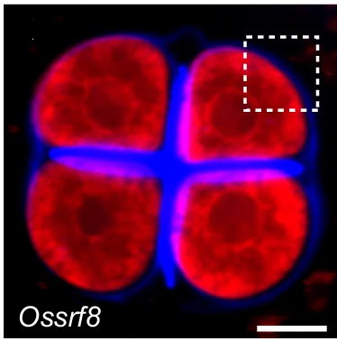 Open access visualization of Microscopy, Confocal Images, Tetrads, Calcofluor White, Cell Mask Deep Red