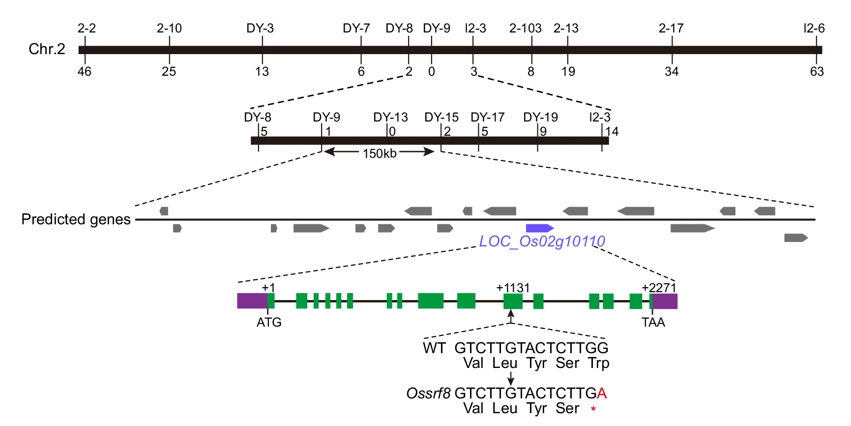 Open access visualization of Illustration, Fine-mapping, Molecular Markers, Recombinants, Chromosome 2
