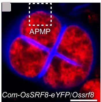 Open access visualization of Microscopy, Confocal Images, Tetrads, Ossrf8 Mutant, Genomic Rescue