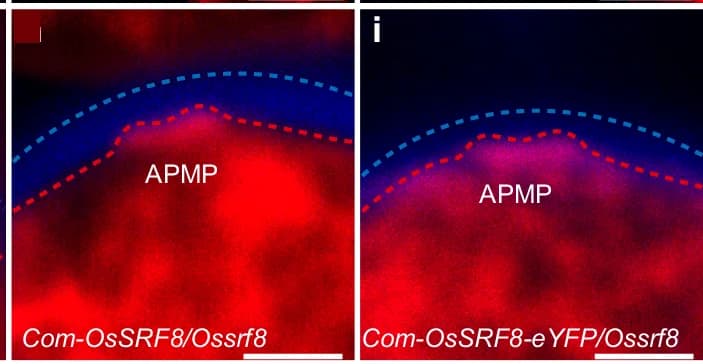 Open access visualization of Microscopy, Enlarged APMP Regions, Plasma Membrane, Callose Wall, Microspore