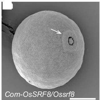 Open access visualization of Microscopy, Scanning Electron Microscopy, Ossrf8 Mutant, Genomic Rescue