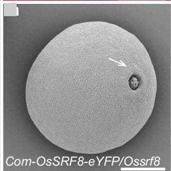 Open access visualization of Microscopy, Scanning Electron Microscopy, Ossrf8 Mutant, eYFP Fusion, Mature Pollen Grains
