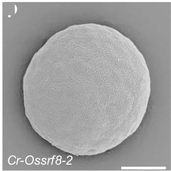 Open access visualization of Microscopy, Scanning Electron Microscopy, Cr-Ossrf8-2, Mature Pollen Grains