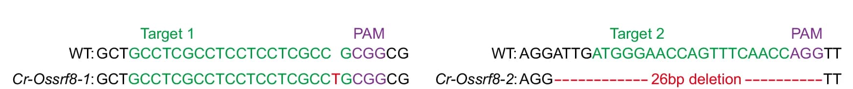Open access visualization of Illustration, Target Sites, CRISPR/Cas9, Cr-Ossrf8-1, Base Insertion Mutation