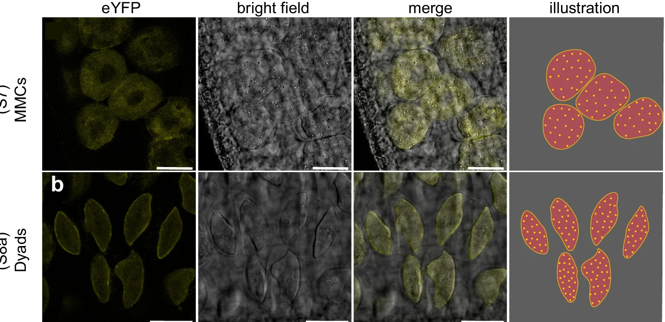 Open access visualization of Microscopy, Illustration, Confocal Imaging, Microspores, Aperture Sites