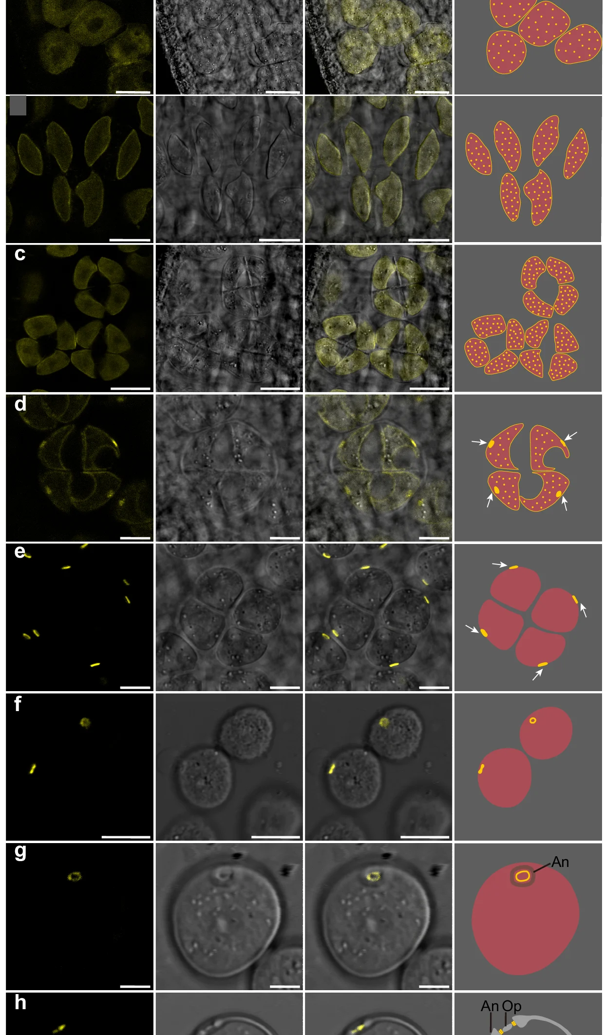 Open access visualization of Microscopy, Illustration, Confocal Imaging, Microspores, Aperture Sites