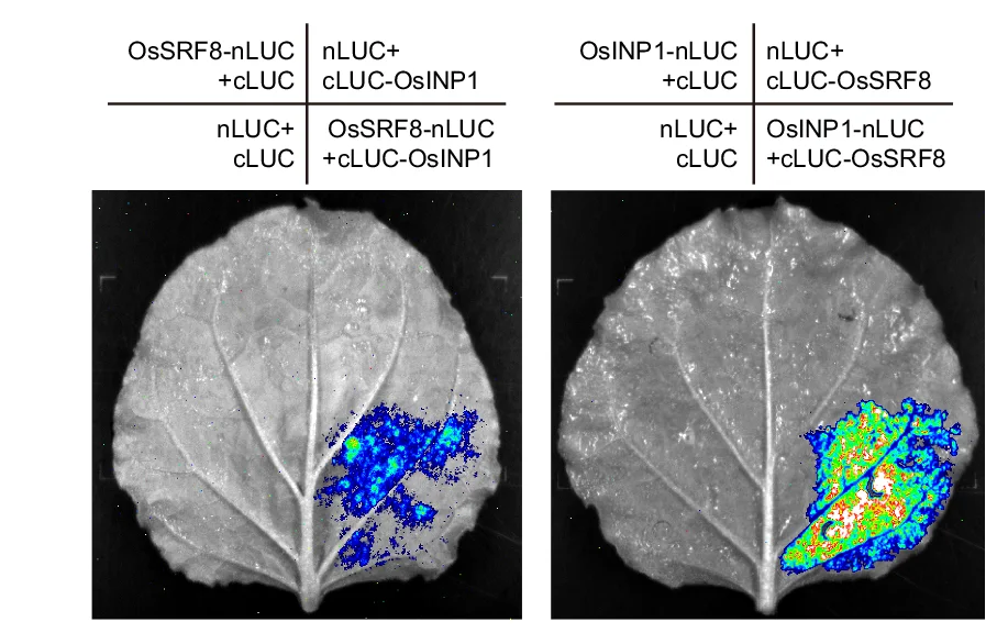 Open access visualization of Microscopy, Split-Luciferase Assay, Protein Interaction, Tobacco Leaves
