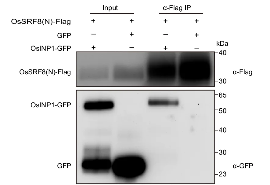 Open access visualization of Gel, Co-immunoprecipitation, Protein Interaction, Tobacco Leaves, Antibody