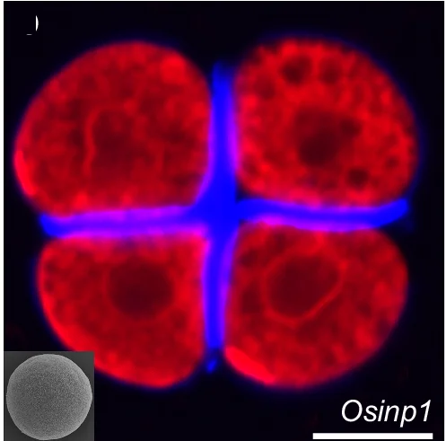 Open access visualization of Microscopy, Photo, Tetrads, Pollen, Osinp1 Single Mutant