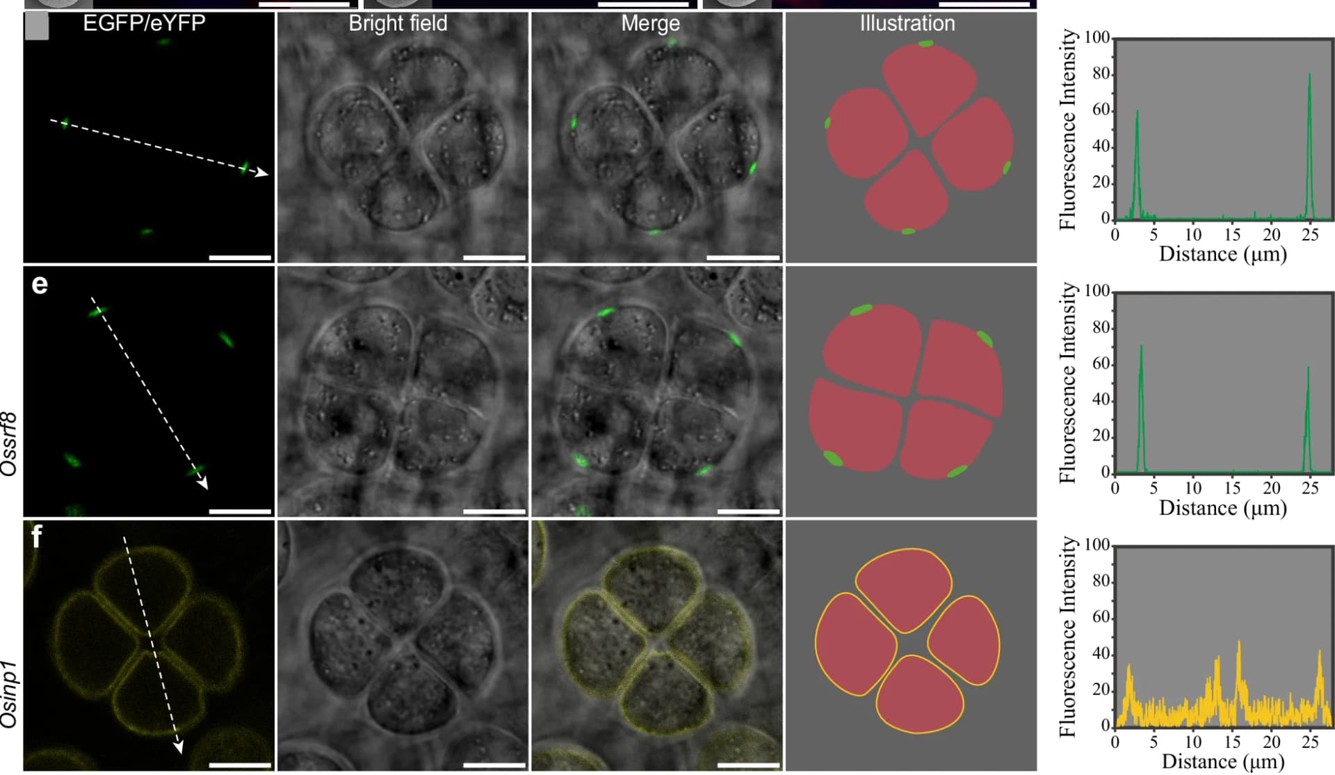 Open access visualization of Microscopy, Illustration, Line Plot, Confocal Images, OsINP1-EGFP