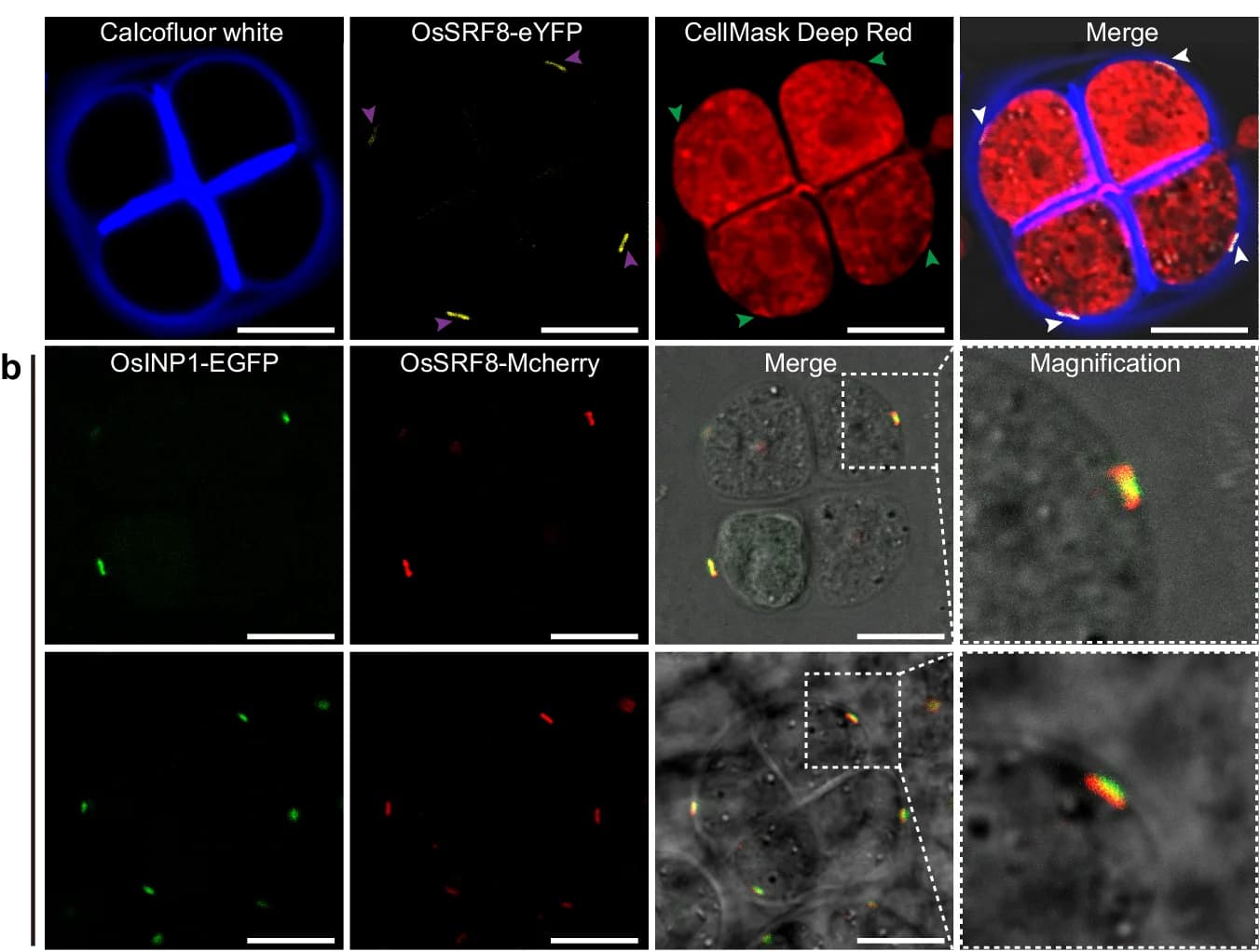 Open access visualization of Microscopy, Photo, OsSRF8-eYFP, Transgenic Plants, Calcofluor White