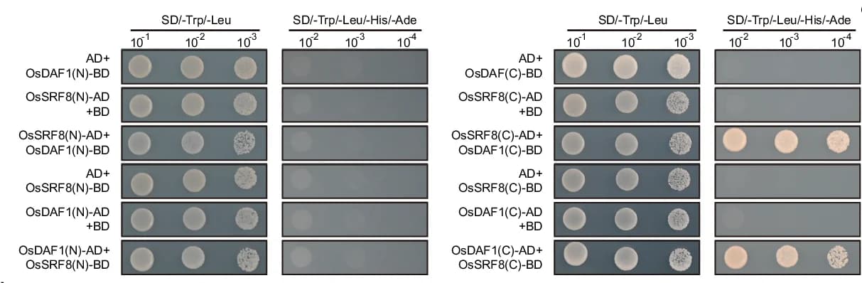 Open access visualization of Gel, Y2H Assay, OsSRF8, OsDAF1, N-terminal Domain