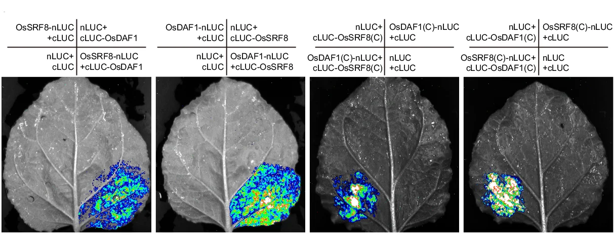 Open access visualization of Photo, Split-Luciferase Assay, OsSRF8, OsDAF1, Tobacco Leaves