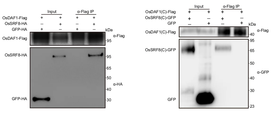 Open access visualization of Gel, Co-immunoprecipitation, Rice Protoplasts, Tobacco Leaves, Flag IP