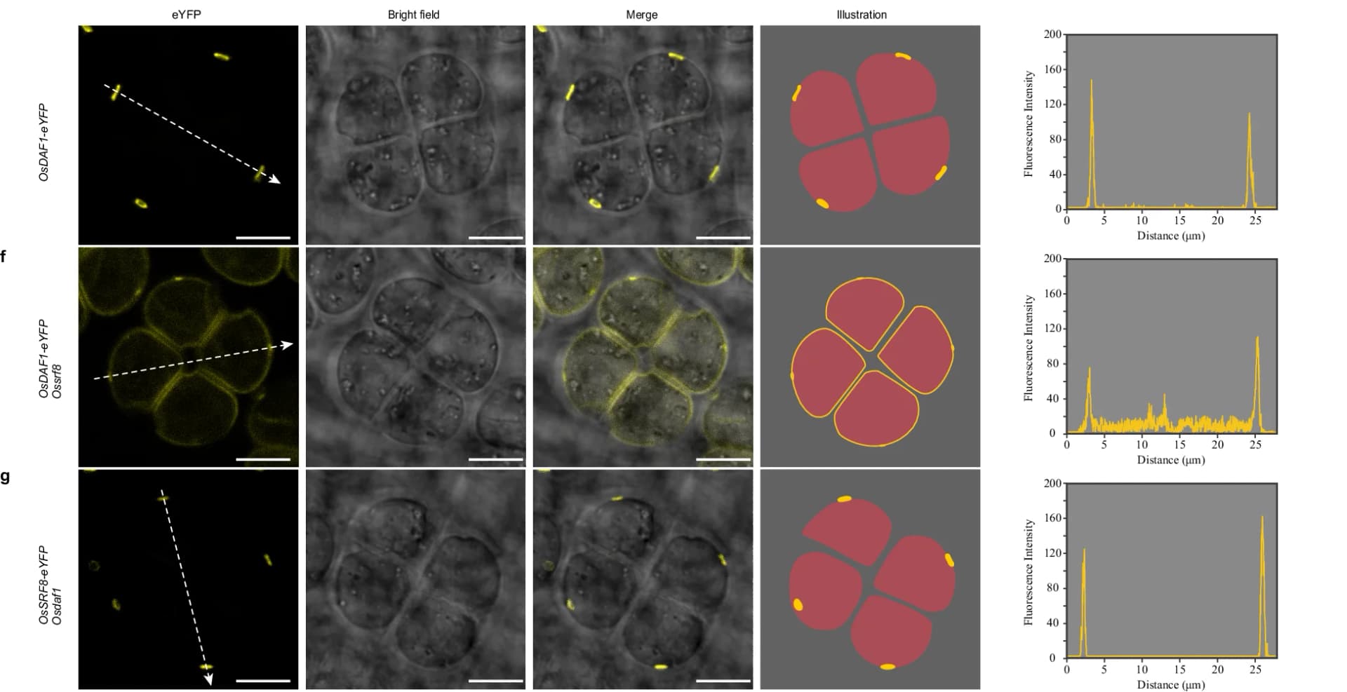 Open access visualization of Microscopy, Line Plot, Illustration, Confocal Images, OsDAF1-eYFP