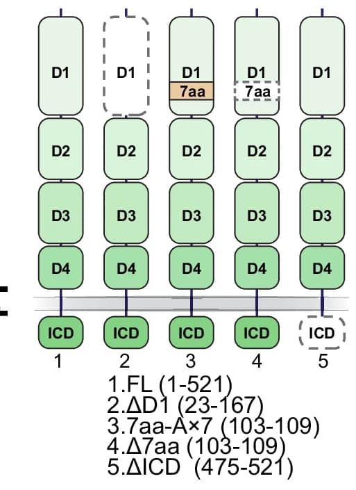 Open access visualization of Illustration, Lag3, Deletion Mutants, Schematic Diagram