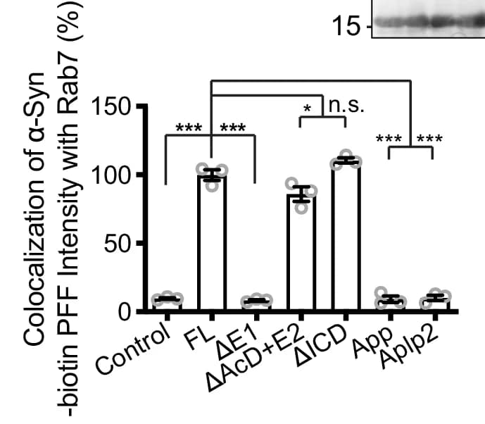 Open access visualization of Bar Plot, Error Bars, Gel, Co-localization, α-syn-biotin PFF