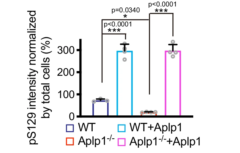 Open access visualization of Bar Plot, Error Bars, Quantification, WT Neurons, Aplp1