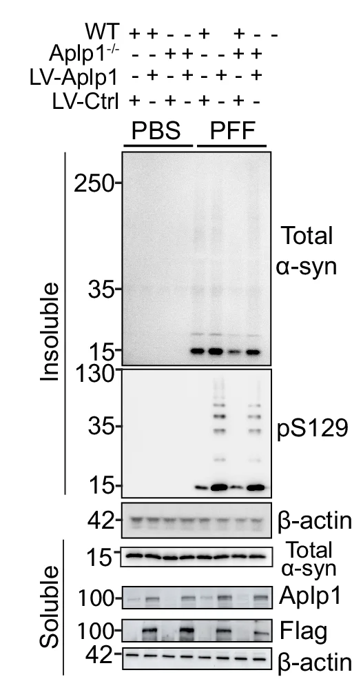 Open access visualization of Gel, Immunoblots, Insoluble α-syn, pS129, Soluble α-syn