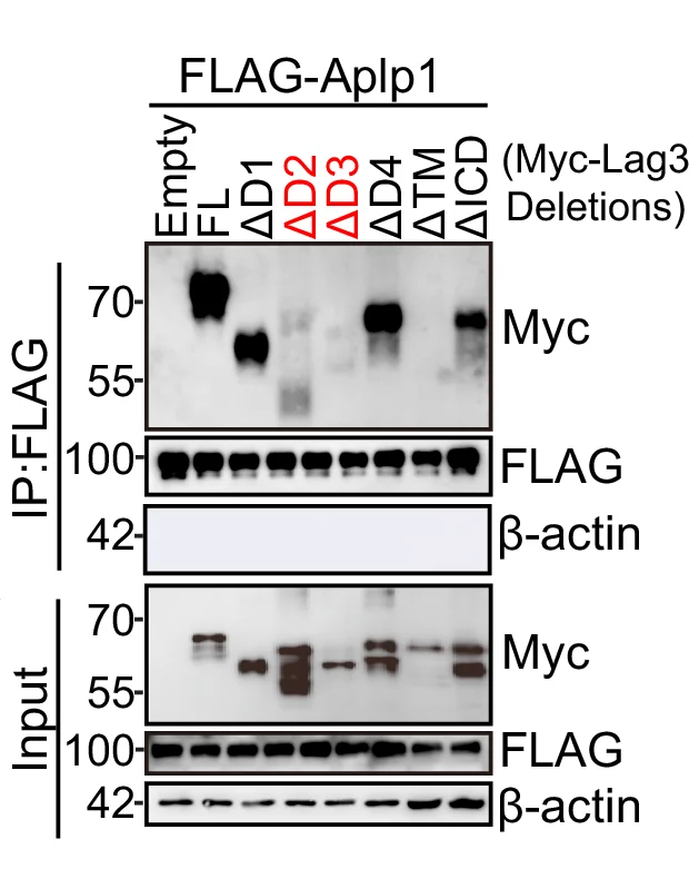 Open access visualization of Gel, Aplp1, Lag3, HEK293FT Cells, Transfection