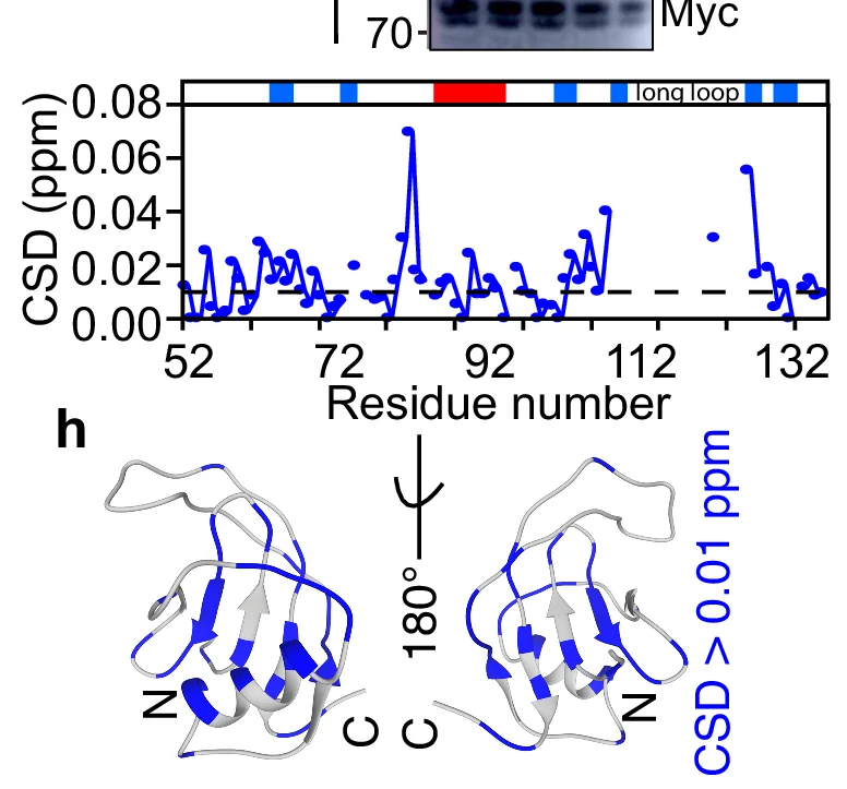 Open access visualization of Line Plot, Protein Structure, Gel, CSDs, A1E1