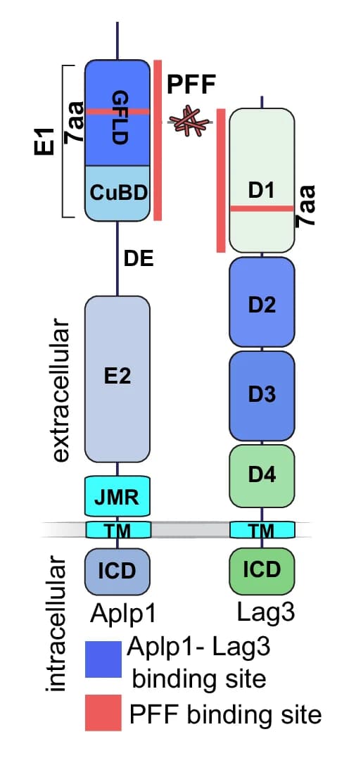 Open access visualization of Illustration, Workflow, Aplp1, Lag3, α-syn PFF