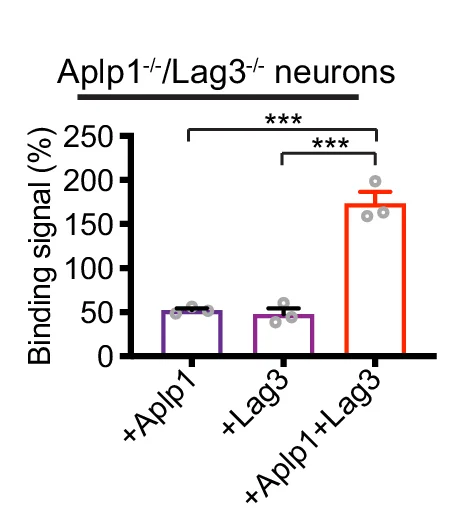 Open access visualization of Bar Plot, Error Bars, Aplp1, Lag3, Cortical Neurons