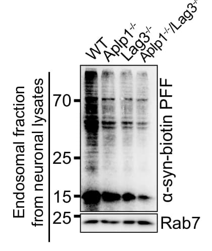 Open access visualization of Gel, Immunoblots, Endosomal Fractions, Cortical Neurons, Aplp1