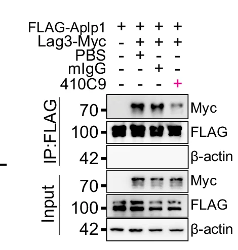 Open access visualization of Gel, Anti-Lag3 410C9, FLAG-Aplp1, Myc-Lag3, HEK293FT Cells