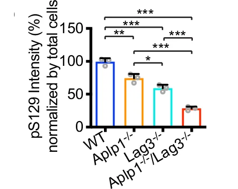 Open access visualization of Bar Plot, Error Bars, APLP1, Lag3, pS129 Immunostaining