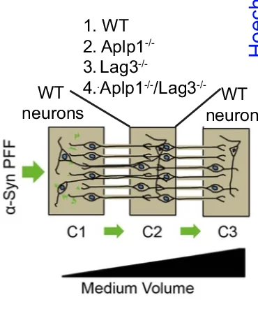 Open access visualization of Workflow, Illustration, Microfluidic Device, Neurons, Syn Transmission
