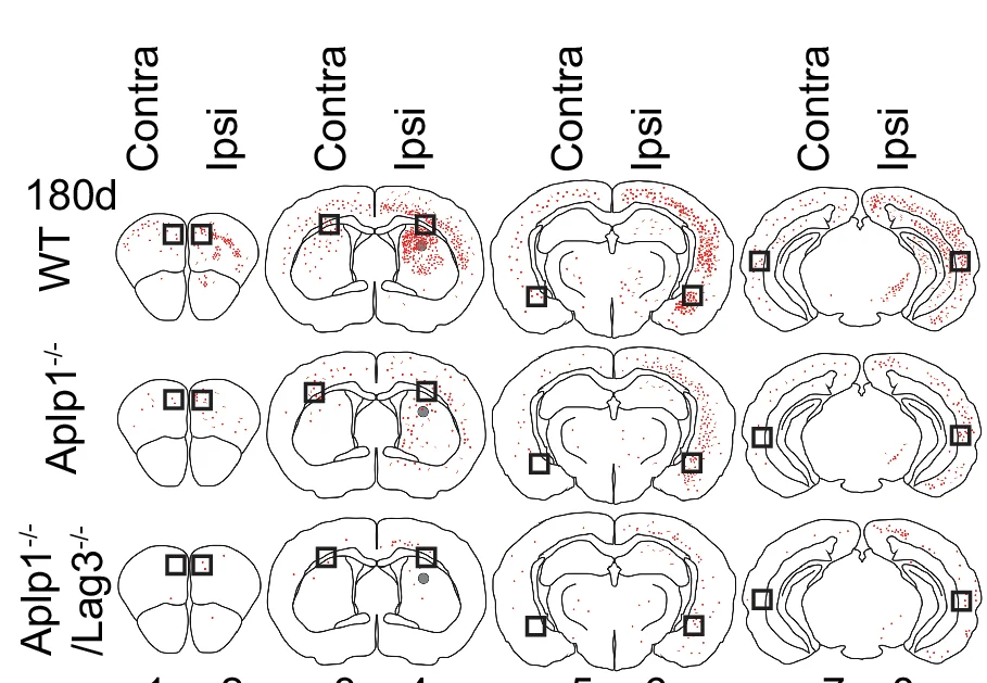 Open access visualization of Scatter Plot, LB/LN-Like Pathology, Brain Sections, Alpha-Syn PFF Injection, WT Mice