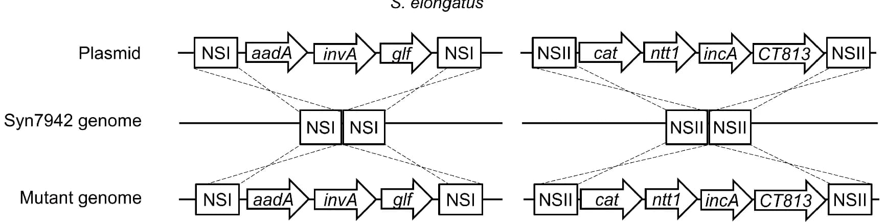 Open access visualization of Workflow, Illustration, Suicide Plasmid, Cyanobacterial Mutants, SynYLG Strains