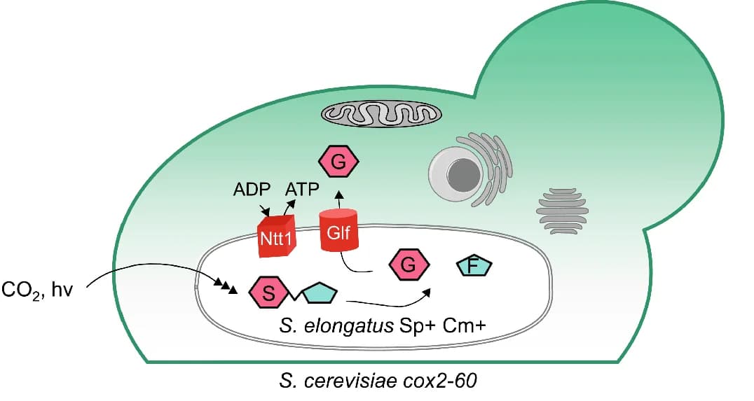 Open access visualization of Workflow, Illustration, Cyanobacterial Endosymbionts, Suicide Plasmid, SynYLG6 Strains