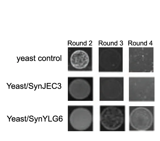 Open access visualization of Photo, S. cerevisiae cox2-60 Chimeras, SynYLG6, Growth Assay, Carbon Source