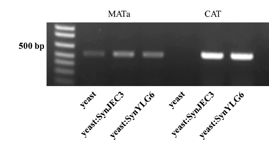 Open access visualization of Gel, DNA Isolation, MAT a Gene, SynYLG6, SynJEC3