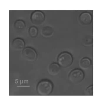 Open access visualization of Microscopy, pTIRF Microscopy, Control Yeast Cells, Brightfield Microscopy
